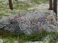 Xanthoparmelia conspersa 6, Granietschildmos, Saxifraga-Willem van Kruijsbergen
