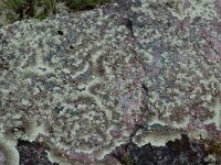 Xanthoparmelia conspersa 7, Granietschildmos, Saxifraga-Willem van Kruijsbergen