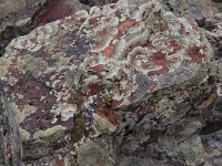 Xanthoparmelia conspersa 8, Granietschildmos, Saxifraga-Willem van Kruijsbergen