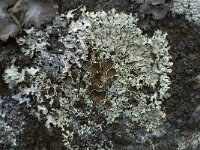 Xanthoparmelia protomatrae