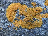 Xanthoria parietina 30, Groot dooiermos, Saxifraga-Willem van Kruijsbergen