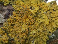 Xanthoria parietina 5, Groot dooiermos, Saxifraga-Willem van Kruijsbergen