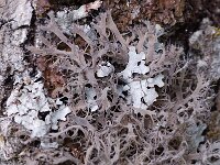 Anaptychia ciliaris 3, Wimpermos, Saxifraga-Willem van Kruijsbergen