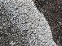 Aspicilia calcarea 1, Plat dambordje, Saxifraga-Willem van Kruijsbergen