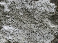 Aspicilia contorta 4, Rond dambordje, Saxifraga-Willem van Kruijsbergen