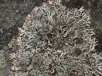 Brodoa intestiniformis 3, Saxifraga-Willem van Kruijsbergen