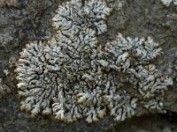 Brodoa intestiniformis 9, Saxifraga-Willem van Kruijsbergen