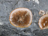 Calogaya pusilla