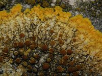 Caloplaca flavescens 2, Gelobde citroenkorst, Saxifraga-Rutger Barendse