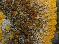 Caloplaca flavescens 3, Gelobde citroenkorst, Saxifraga-Rutger Barendse