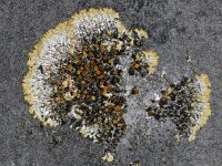 Caloplaca saxicola 2, Sinaasappelkorst, Saxifraga-Ab H Baas
