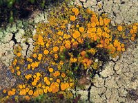 Caloplaca 14 : Caloplaca