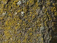 Candelaria concolor 2, Vals dooiermos, Saxifraga-Jan van der Straaten