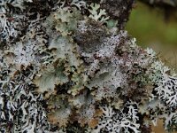 Cetrelia olivetorum 4, Saxifraga-Willem van Kruijsbergen