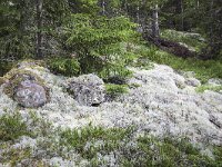Reindeer Lichen (Cladina arbuscula)  Torsby, Värmland, Sweden  Reindeer Lichen (Cladina arbuscula)  Torsby, Värmland, Sweden : Cladina arbuscula, fir forest, Reindeer Lichen, summer, thallus, Europe, European, forest, lichen, lichens, lightgray, natural, nature, Scandinavia, Scandinavian, Sweden, Swedish, woodland