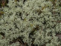 Cladonia arbuscula 7, Gebogen rendiermos, Saxifraga-Jan van der Straaten