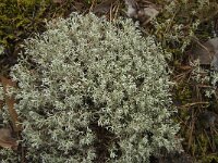 Cladonia arbuscula 9, Gebogen rendiermos, Saxifraga-Jan van der Straaten