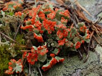 Cladonia borealis 2, Plomp bekermos, Saxifraga-Willem van Kruijsbergen