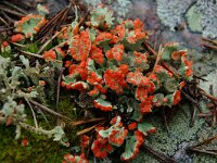 Cladonia borealis 3, Plomp bekermos, Saxifraga-Willem van Kruijsbergen