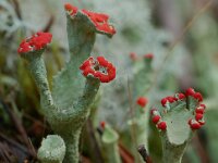 Cladonia borealis 5, Plomp bekermos, Saxifraga-Willem van Kruijsbergen