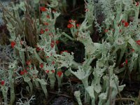 Cladonia borealis 7, Plomp bekermos, Saxifraga-Willem van Kruijsbergen