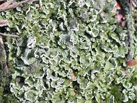 Cladonia borealis 8, Plomp bekermos, Saxifraga-Rutger Barendse