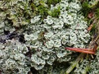 Cladonia caespiticia