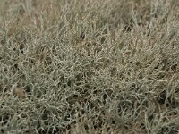 Cladonia ciliata 2, Sierlijk rendiermos, Saxifraga-Willem van Kruijsbergen