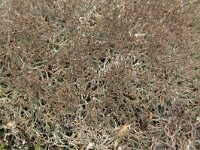 Cladonia ciliata 6, Sierlijk rendiermos, Saxifraga-Willem van Kruijsbergen