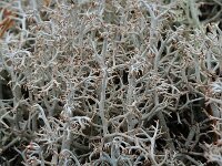Cladonia rangiferina 4, Echt rendiermos, Saxifraga-Willem van Kruijsbergen