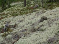 Cladonia 11, in Pinus sylvestris forest, Saxifraga-Willem van Kruijsbergen
