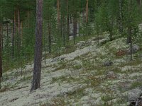 Cladonia 4, in Pinus sylvestris forest, Saxifraga-Willem van Kruijsbergen