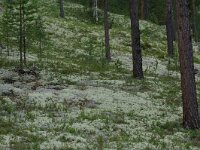 Cladonia 5, in Pinus sylvestris forest, Saxifraga-Willem van Kruijsbergen