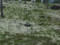 Cladonia 6, in Pinus sylvestris forest, Saxifraga-Willem van Kruijsbergen