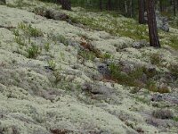 Cladonia 9, in Pinus sylvestris forest, Saxifraga-Willem van Kruijsbergen