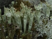 Cladonia sulphurina 4, Geel bekermos, Saxifraga-Willem van Kruijsbergen