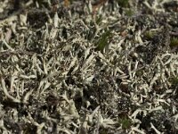 Cladonia uncialis 8, Varkenspootje, Saxifraga-Willem van Kruijsbergen