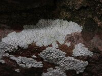 Diploicia canescens 3, Kauwgommos, Saxifraga-Rutger Barendse