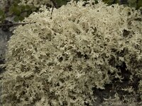 Flavocetraria nivalis 10, Bleekgeel boerenkoolmos, Saxifraga-Willem van Kruijsbergen