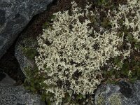 Flavocetraria nivalis 14, Bleekgeel boerenkoolmos, Saxifraga-Jan van der Straaten