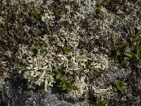 Flavocetraria nivalis 15, Bleekgeel boerenkoolmos, Saxifraga-Jan van der Straaten