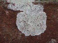 Haematomma ochroleucum 1, Witgerande stofkorst, Saxifraga-Rutger Barendse