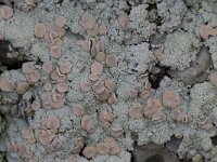 Icmadophila ericetorum 6, Kopjes-bekermos, Saxifraga-Willem van Kruijsbergen