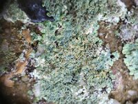 Lecanora muralis 30, Muurschotelkorst, Saxifraga-ben Delbaere