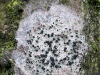 Lecidella elaeochroma 8, Gewoon purperschaaltje, Saxifraga-Ben Delbaere