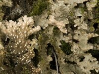 Lobaria scrobiculata 2, Saxifraga-Willem van Kruijsbergen