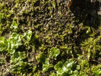 Lunularia cruciata 3, Halvemaantjesmos, Saxifraga-Jan van der Straaten