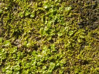 Lunularia cruciata 6, Halvemaantjesmos, Saxifraga-Jan van der Straaten