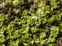 Lunularia cruciata 7, Halvemaantjesmos, Saxifraga-Jan van der Straaten