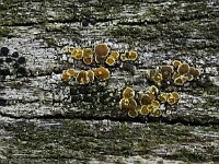 Marchantiana asserigena